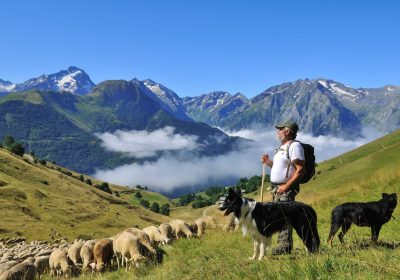 Alpine pasture outing – Meet the shepherd – Auris-en-Oisans