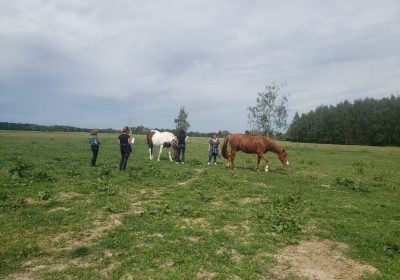 Meet the horses