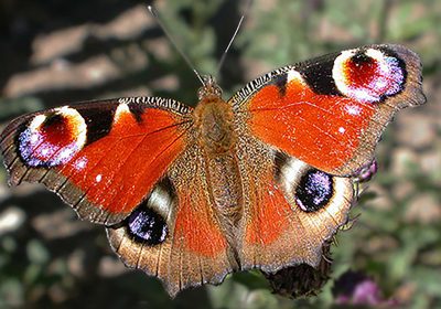 Papillon des Alpes – Jardin du Lautaret