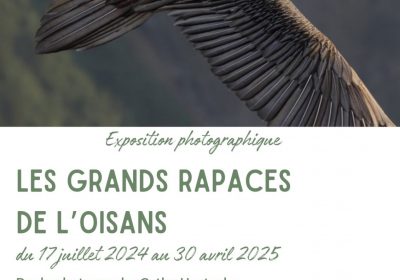 Photo exhibition – the great birds of prey of the Oisans