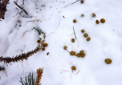 RDV avec un garde-moniteur : traces et indices de la faune en hiver