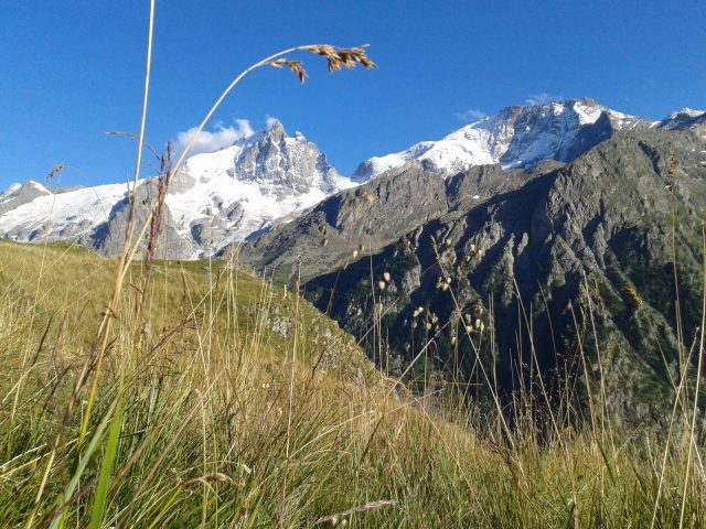 White marmotte