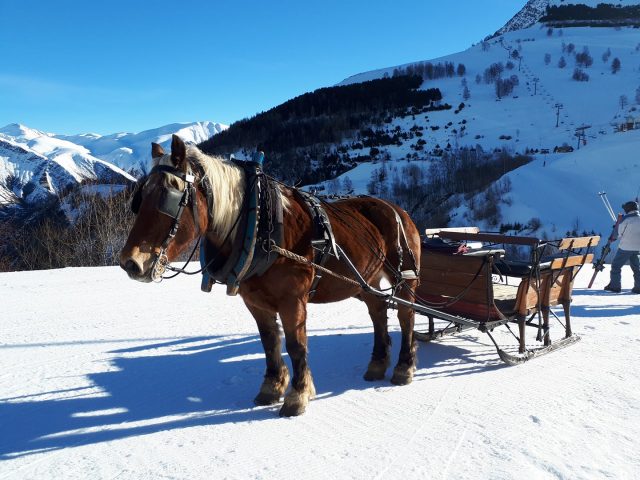 Traîneau à cheval